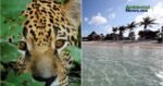 Semarnat frena “Perfect Day México” y protege arrecifes, manglares y especies en riesgo en Mahahual 3 WEB AsN 35