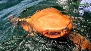 Tiburón nodriza con piel naranja sorprende a científicos en Costa Rica