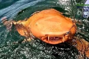 Tiburón nodriza con piel naranja sorprende a científicos en Costa Rica