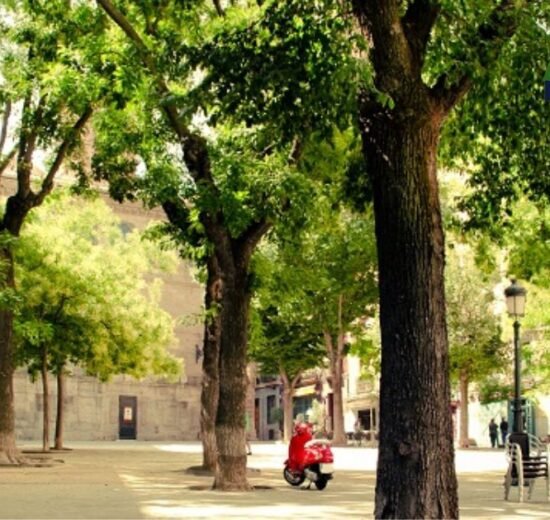 El futuro urbano necesita más verde, así ayudan los árboles a reducir el calor 10 WEB AsN 58