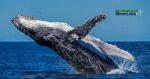 Día Mundial de las Ballenas y los Delfines: protegerlos es proteger el futuro del planeta 2 WEB AsN 78
