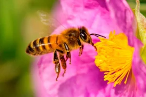 abejas