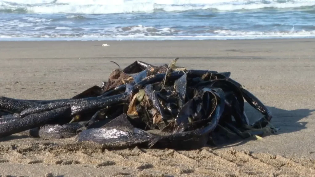 Crisis ambiental en Veracruz: derrame de hidrocarburo golpea a comunidades costeras 10 derrame de hidrocarburo golpea a comunidades costeras