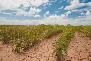 agricultura