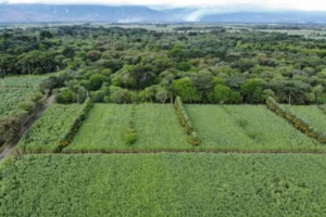agricultura