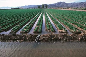 agricultura