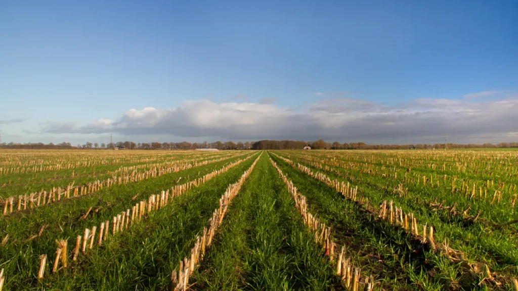 Agricultura regenerativa: ciencia y tradición que devuelven vida a la tierra 10 agricultura regenerativa 2
