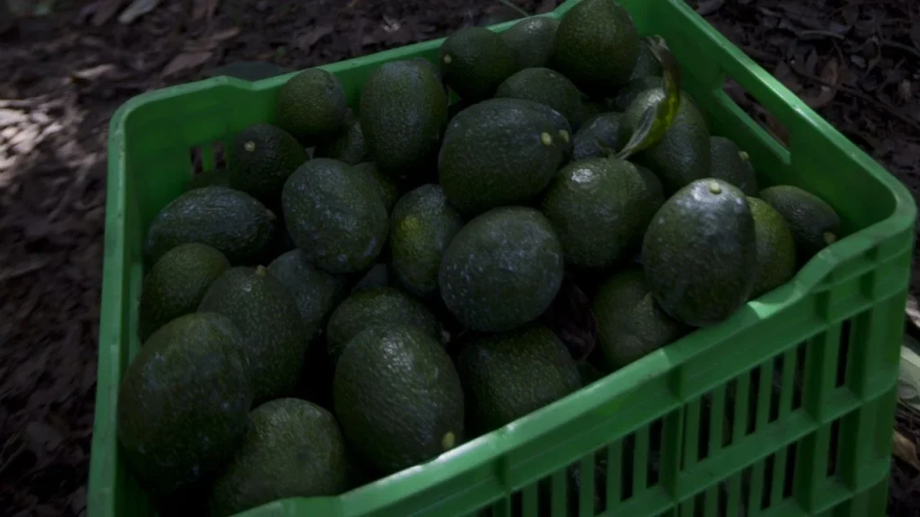 El oro verde en crisis: cambio climático desploma la producción de aguacate en Tlayacapan 10 aguacate
