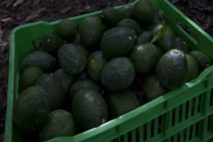 aguacate