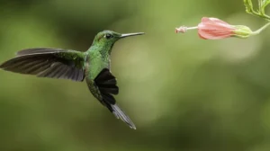 colibríes