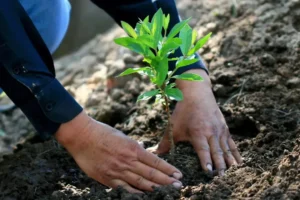 Ambiental
