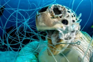 Tortuga