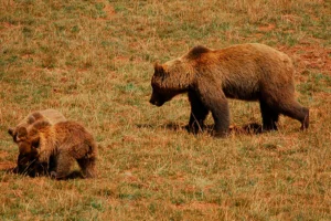 oso pardo