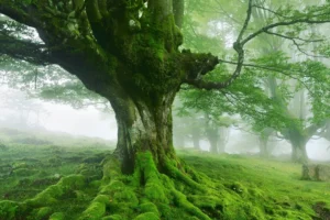 árboles
