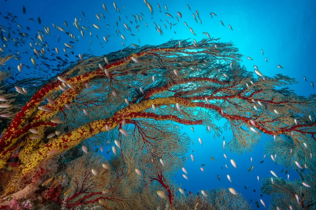 arrecifes por calentamiento global