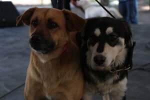 perros juntos