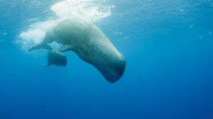 ballenas en oceanos