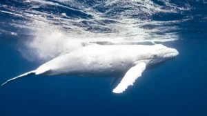 ballena blanca