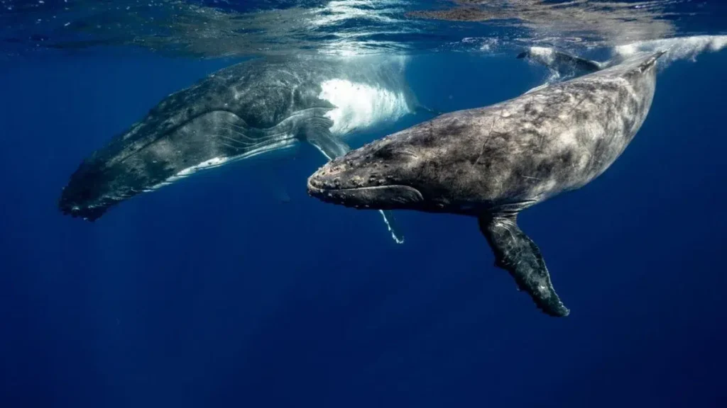 ballenas jorobadas
