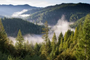 bosques