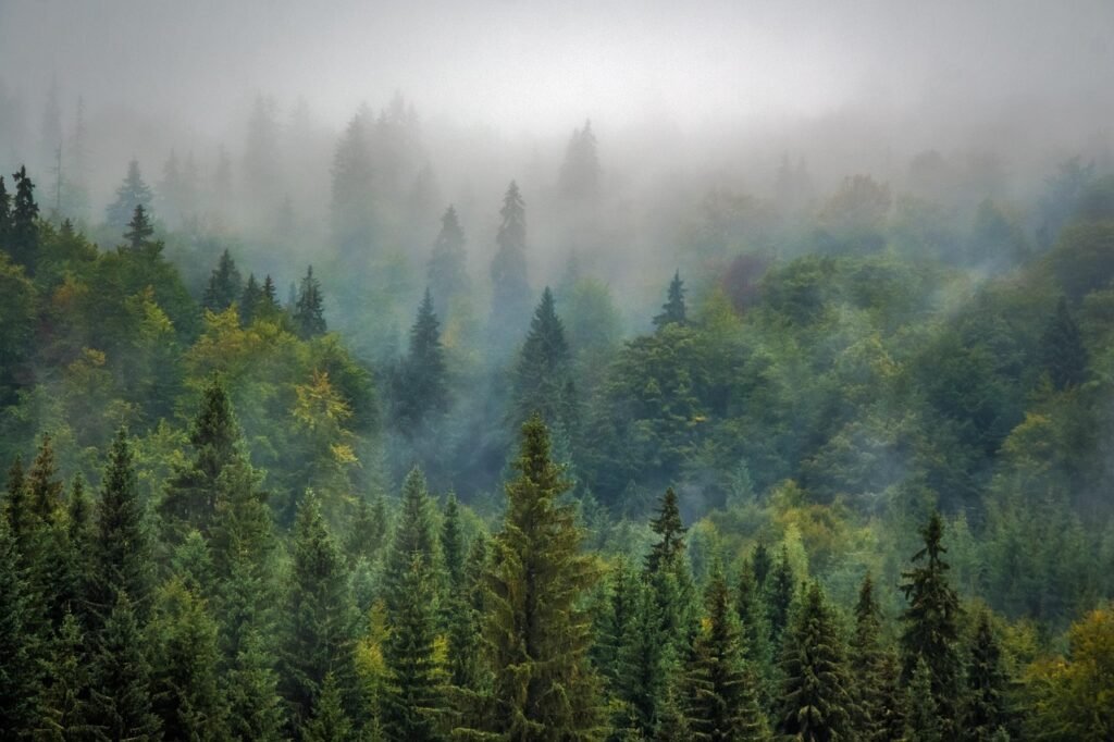 reforestación