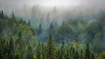 reforestación