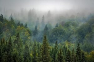 reforestación