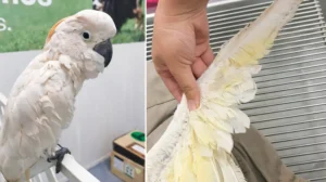 cacatua en detalle y cuidado 1a0901d5 focus 0 0 1200 850