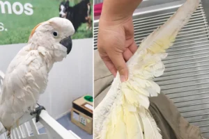 cacatua en detalle y cuidado 1a0901d5 focus 0 0 1200 850
