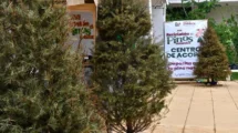 campaña ecológica para el reciclaje de pinos naturales