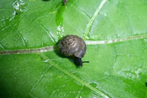 caracol peludo alemán