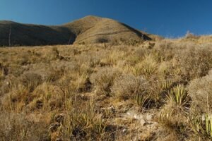 coahuila