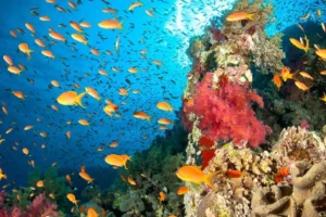 comunicación acústica