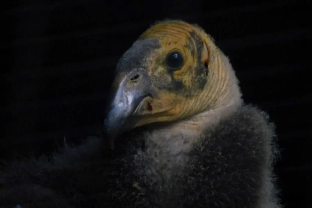 Nace un cóndor de california en Chapultepec: Un paso crucial para salvar a una especie en peligro 10 cóndor