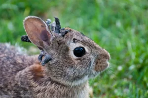 conejo con cuernos