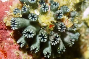 coral