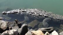 crocodile in puerto vallarta