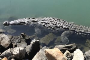 crocodile in puerto vallarta