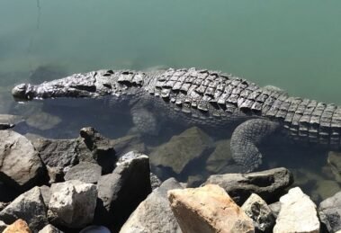 crocodile in puerto vallarta
