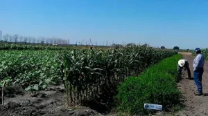 cultivo