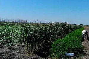 cultivo