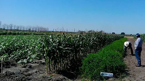 Cambio climático obliga a productores poblanos a modificar calendarios y métodos de cultivo 11 cultivo