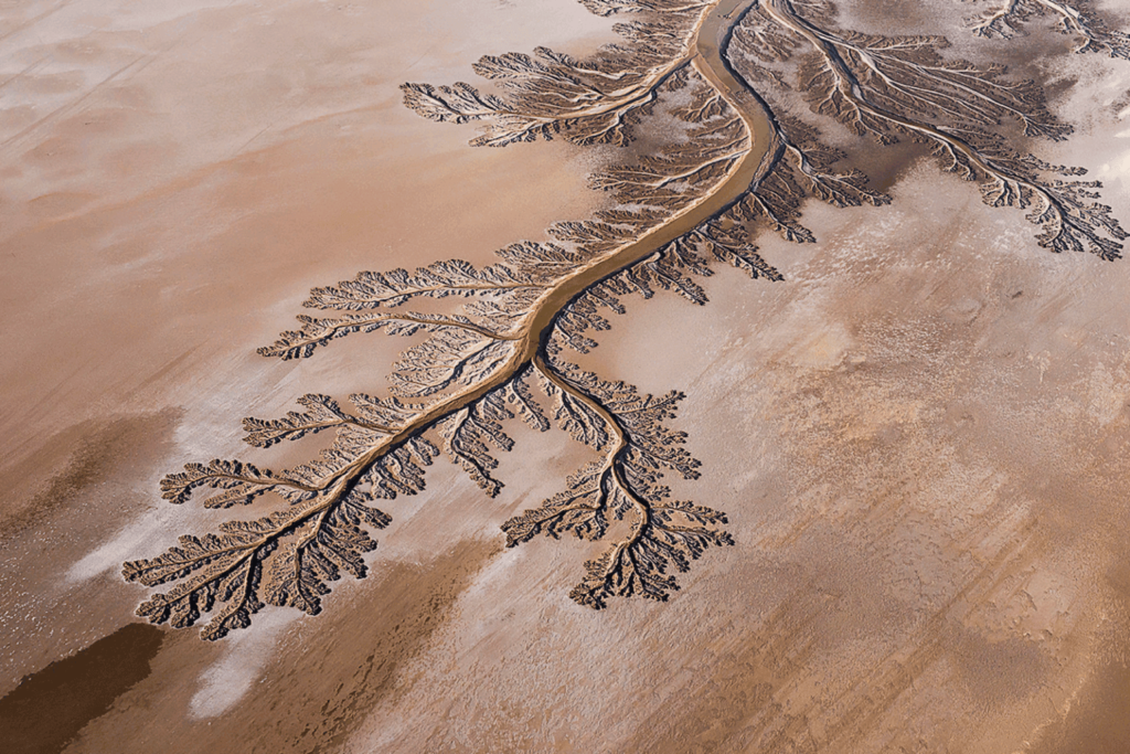 Abejas, ciencia y tradición: el renacer del delta del Colorado que restaura un ecosistema fronterizo 10 delta del Colorado