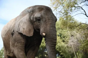 elefante