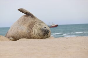 elefante marino que volvió a playas de Nayarit