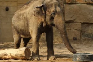 Elefante jugando con un neumático-especie en peligro de extinción