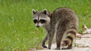 Madrid refuerza el control de especies invasoras para proteger su biodiversidad