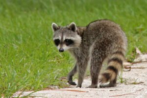 Madrid refuerza el control de especies invasoras para proteger su biodiversidad