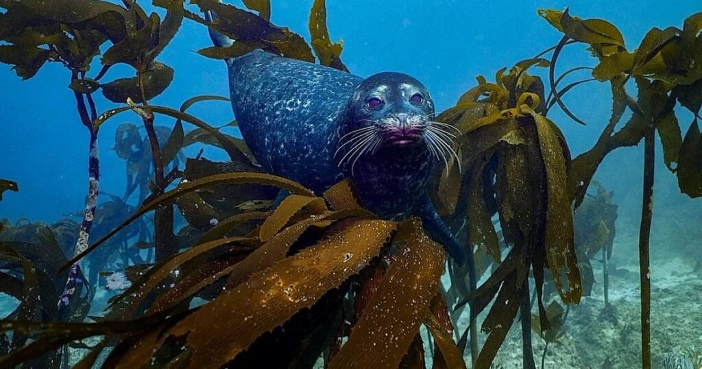 Alertan por pérdida acelerada de bosques de kelp en Baja California por crisis climática 10 foca
