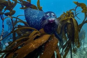 foca